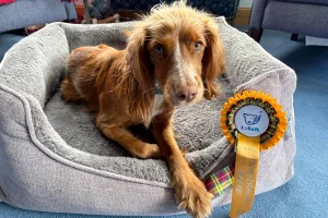 Spaniel next to their rosette
