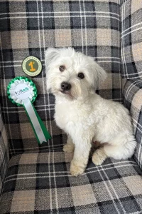 Lhasa Apso Yorkshire Terrier cross next to his rosette and badge