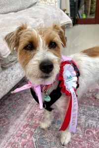 Rough Haired Jack Russell wearing her rosette