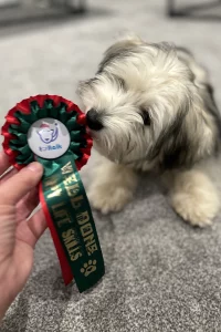 Lhasa Apso Yorkshire Terrier cross sniffing his rosette