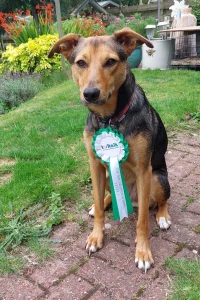 Huntaway Collie cross wearing her rosette