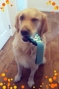 Susans’s Golden Retriever, Amelie holding a rosette in her mouth