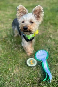 Yorkshire Terrier next to his rosette and badge