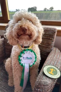 Cockerpoo next to their rosette and badge