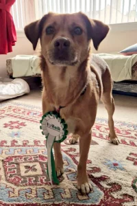 Romanian rescue wearing her rosette