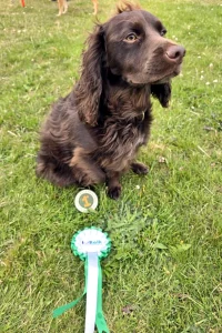Spaniel next to their rosette and badge