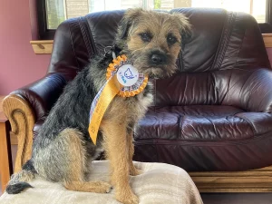 Border Terrier wearing his rosette