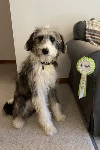 Collie Poodle cross next to her rosette