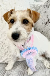 Rough Haired Jack Russell wearing her rosette