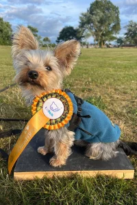 Yorkshire Terrier wearing his rosette