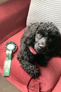 Miniature Poodle laying next to her rosette