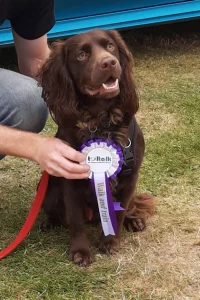 Spaniel with their rosette
