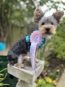 Yorkshire Terrier wearing a rosette
