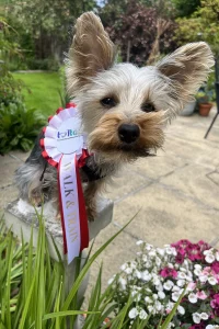 Yorkshire Terrier wearing his rosette