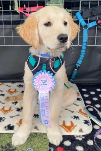 Golden Retriever wearing a rosette