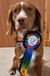 Spaniel wearing their rosette