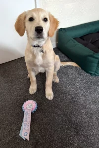 Golden Retriever sitting with their rosette