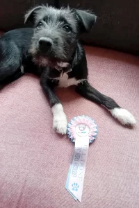Patterdale Border Lakeland cross laying next to their rosette