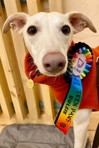 Whippet wearing her rosette