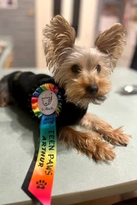 Yorkshire Terrier wearing his rosette