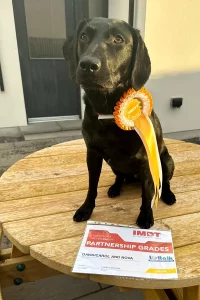 Black Labrador wearing their rosette