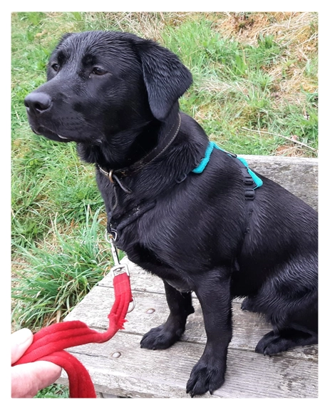 Testimonial about multiple classes taken by Inka