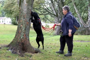 Lorna doing ‘find it’ with her black Labrador Kol, who has his front paws high up a tree to find a treat.