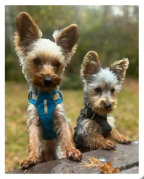 Testimonial about multiple classes taken by Otis and Arthur