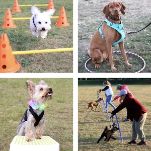 4 photos showing various dogs doing training activities and fun exercises as part of the Progression Class - Level 1