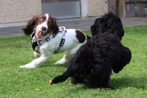 Spaniel and Cockerpoo doing supervised play