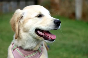 Golden Retriever puppy