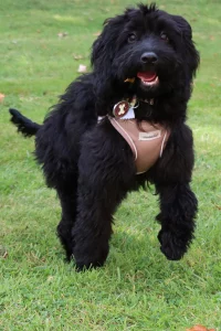 Black Cockerpoo bounding on the grass