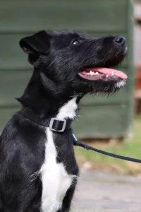 Patterdale Border Lakeland cross puppy