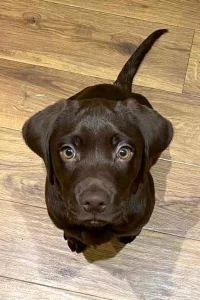 Chocolate Labrador puppy