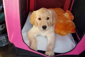 Susan's Golden Retriever, Amelie