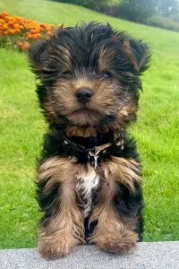 Yorkshire Terrier puppy