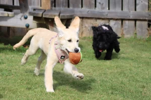 Golden Retriever playing with a Cockerpoo