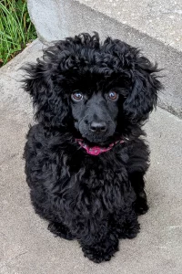 Black miniature poodle puppy
