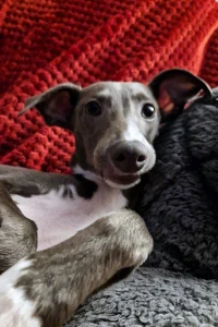 Mixed colour Whippet