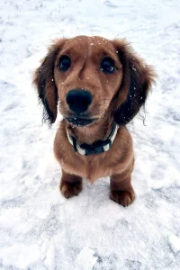Dachshund puppy sitting in the snow