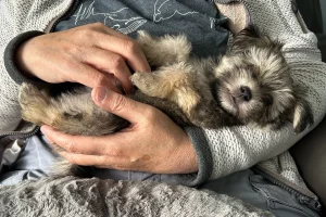 Small Lhasa Apso Yorkshire Terrier cross puppy asleep