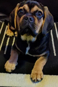 Pug Beagle cross puppy