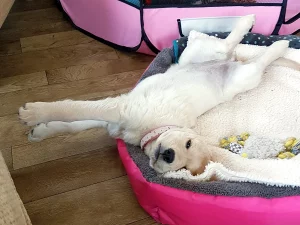 Susan's Golden Retriever, Amelie