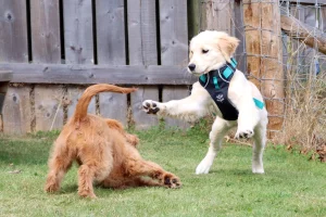 Goldendoodle and a Labrador doing supervised play
