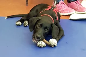 Labrador Spaniel cross puppy