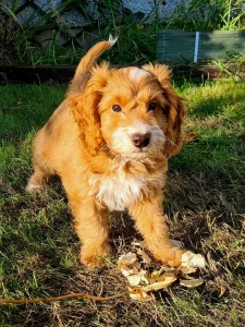 Cockerpoo puppy
