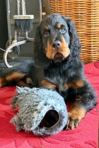 Gordon Setter puppy settled on a mat