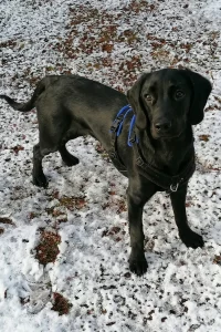 Black Labrador puppy