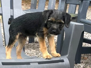 Border Terrier puppy