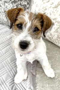 Rough Haired Jack Russel puppy